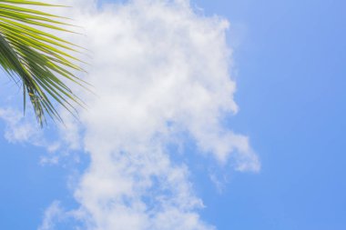 Arka plan gökyüzü hindistan cevizi, Phuket Tayland Parlak, Gerçek yerden gündüz.