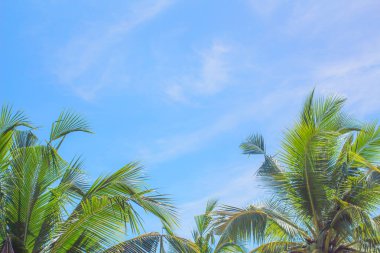 Arka plan gökyüzü hindistan cevizi, Phuket Tayland Parlak, Gerçek yerden gündüz.