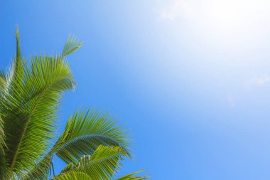 Arka plan gökyüzü hindistan cevizi, Phuket Tayland Parlak, Gerçek yerden gündüz.