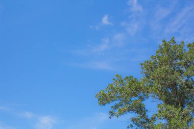 Yeşil phuket Tayland doku arka plan gökyüzü tonu mavi bırakır