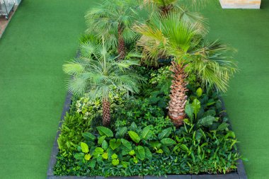 Küçük bahçeler, yeşil tonları, tropikal alanlar, Phuket, Tayland