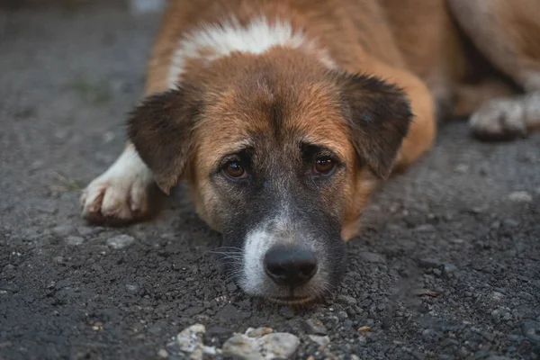 Cane Pelo Bagnato Sul Mercato Phuket Thailandia — Foto Stock