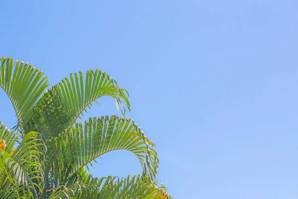 Grüne Blätter Palme Textur Hintergrund Himmel Ton Blau Bei Phuket — Stockfoto