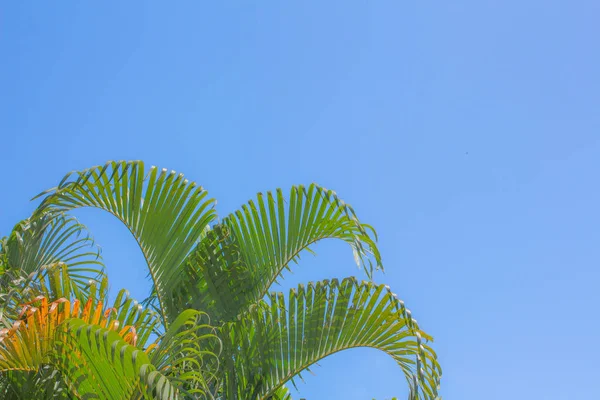 Grüne Blätter Palme Textur Hintergrund Himmel Ton Blau Bei Phuket — Stockfoto