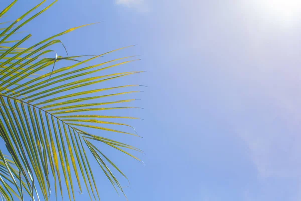 Contexte Ciel Noix Coco Lumineux Phuket Thaïlande Dans Journée Partir — Photo