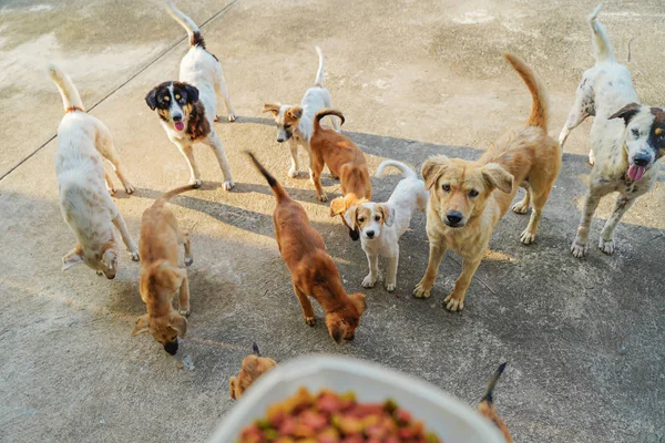 Mujer Alimentación Mano Comida Para Perros Muchos Casa Phuket Tailandia — Foto de Stock