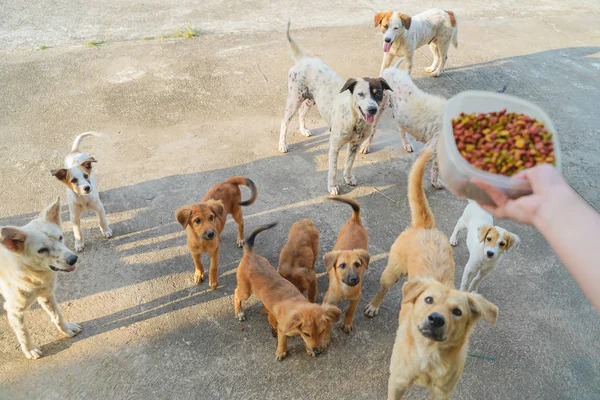 Woman Hand Feeding Dog Food Many House Phuket Thailand — Stock Photo, Image