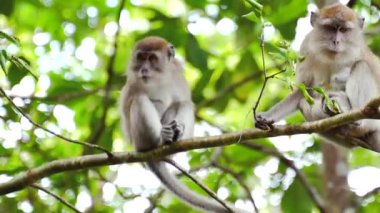 Vahşi maymunlar. Altın Dağda, Narathiwat, Tayland Orman Parkı 'nda kutsal bir orman maymunu ailesi. Maymun, maymunların vahşi yaşam ortamında yaşadıkları Asya 'daki şehir simgelerine ve gösterilere seyahat eder..