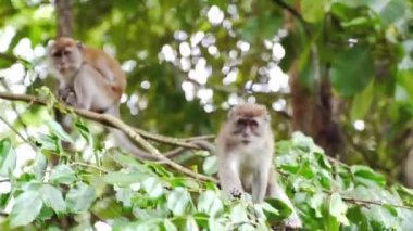 Vahşi maymunlar. Altın Dağda, Narathiwat, Tayland Orman Parkı 'nda kutsal bir orman maymunu ailesi. Maymun, maymunların vahşi yaşam ortamında yaşadıkları Asya 'daki şehir simgelerine ve gösterilere seyahat eder..