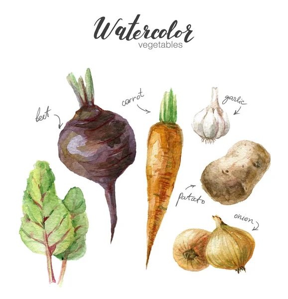 Aquarell-Gemüse. Lebensmittel handgezeichnetes Set mit Rüben, Zwiebeln, Kartoffeln, Karotten, Knoblauch — Stockfoto