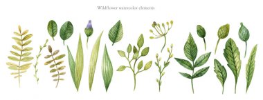 El çizilmiş suluboya yeşil yaprakları, otlar ve dalları beyaz bir arka plan üzerinde izole seti. Davetiyeler, tebrik kartları oluşturmak için kullanın. Suluboya çiçek koleksiyonu. Botanik illüstrasyon