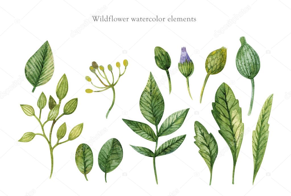 Hand drawn watercolor set of green leaves, herbs and branches isolated on a white background. Use for creating invitations, greeting cards. Watercolor floral collection. Botanical illustration
