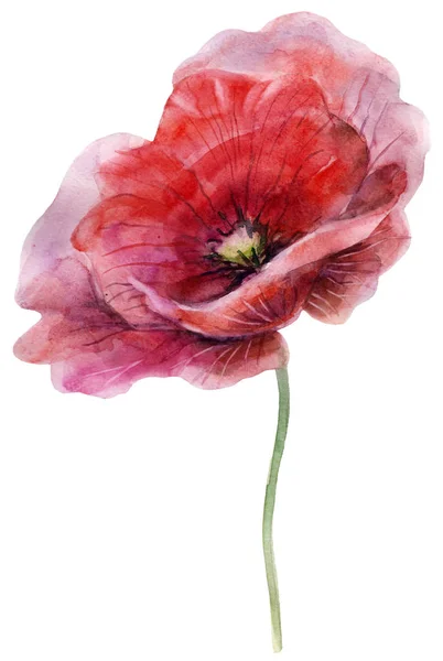 Watercolor Poppy Flower Clipart Isolated White Background Hand Painted Illustration — Stock Photo, Image