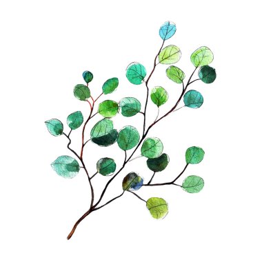 Okaliptüs gümüş dolar şube. Sulu boya resim. Beyaz arka plan üzerinde izole nesne. Clipart tatil, davetiyesi, kartları yürütülmesi için.