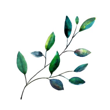 Okaliptüs parvifolia Doları şube. Sulu boya resim. Beyaz arka plan üzerinde izole nesne. Clipart tatil, davetiyesi, kartları yürütülmesi için.