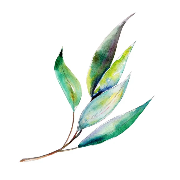 Eukalyptuszweig Aquarell Illustration Isoliertes Objekt Auf Weißem Hintergrund Cliparts Für — Stockfoto