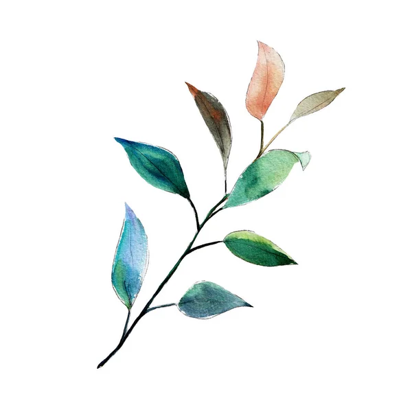 Ευκάλυπτος Parvifolia Δολάριο Υποκατάστημα Ακουαρέλα Εικονογράφηση Απομονωμένο Αντικείμενο Άσπρο Φόντο — Φωτογραφία Αρχείου