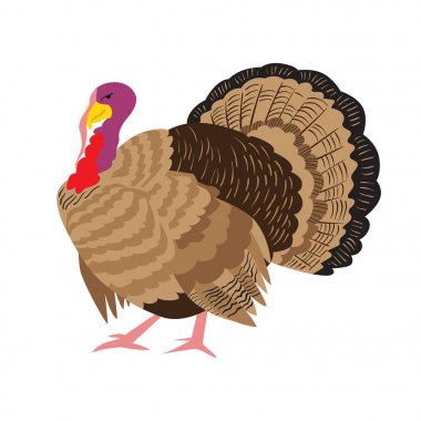 Hindi kuşu. Yalıtılmış nesne. Vektör illüstrasyon. Bir Şükran Günü tasarımı için öğeler.