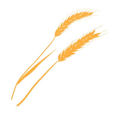 Buğday kulağı. Vektör çizimi. Beyaz arka planda tek bir nesne var. Sonbahar temalı Şükran Günü tasarımı için elementler.