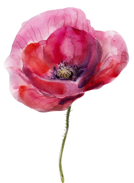 Watercolor Poppy Flower Clipart Isolated White Background Hand Painted Illustration — Stock Photo, Image