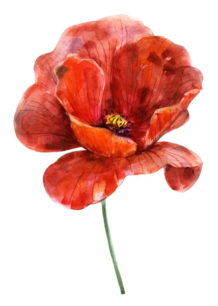 Czerwony Kwiat Maku Akwarela Ilustracja Obiekt Białym Tle Element Dekoracji — Zdjęcie stockowe