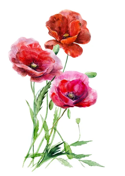 Three Red Poppy Flowers Background Bound Stalks Hand Drawn Watercolor — Stock Photo, Image