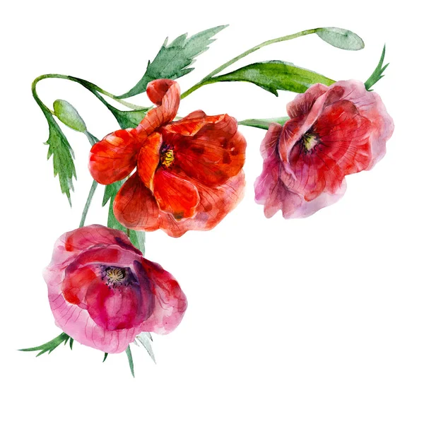 Foliage Corner Border Poppy Flowers Hand Drawn Watercolor Illustration Magnificent — Stock Photo, Image