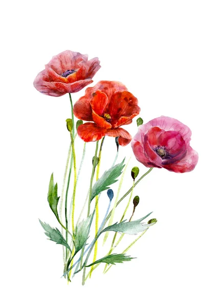 Buquê Flores Papoula Ilustração Aquarela Desenhada Mão Três Cores Vermelhas — Fotografia de Stock