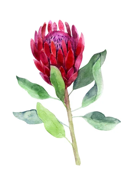 Protea Ilustração Aquarela Flor Objeto Isolado Sobre Fundo Branco Imagem — Fotografia de Stock