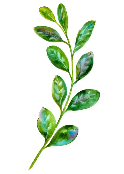 Cytryna Gałąź Ręcznie Rysowane Akwarela Ilustracji Roślin Obiekt Białym Tle — Zdjęcie stockowe
