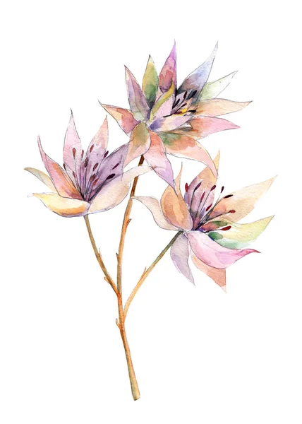 Vit Protea Rodnande Bride Protea Handdrawn Akvarell Illustration Blomma Objektet — Stockfoto