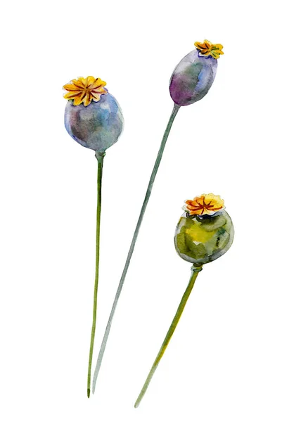 Poppy Pods Ilustração Aquarela Desenhada Mão Plantas Objeto Isolado Elemento — Fotografia de Stock