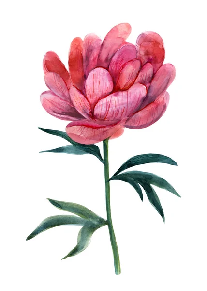 Rosa Peony Ilustração Aquarela Artesanal Flor Objeto Isolado Elemento Para — Fotografia de Stock