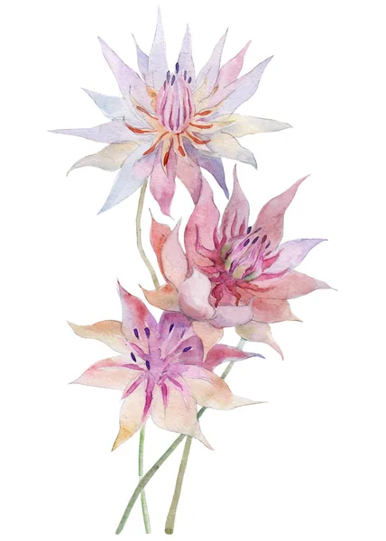 Vit Protea Rodnande Bride Protea Handdrawn Akvarell Illustration Blomma Objektet — Stockfoto