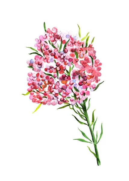 Reisblüte Handgezeichnete Aquarell Illustration Von Pflanzen Objekt Isoliert Element Zur — Stockfoto