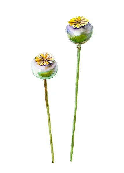 Poppy Pods Ilustração Aquarela Desenhada Mão Plantas Objeto Isolado Elemento — Fotografia de Stock