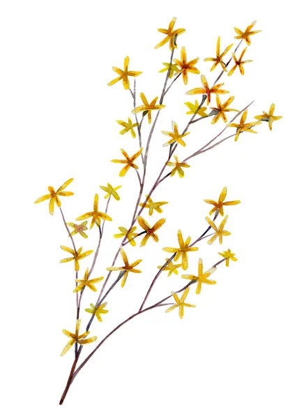 Forsythia 손으로 수채화 그림입니다 인사말 결혼식 발렌타인 초대장의 디자인 격리된 — 스톡 사진