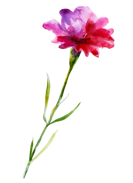 Carnation Flower Hand Drawn Watercolor Illustration Element Design Greeting Cards — Stock Photo, Image
