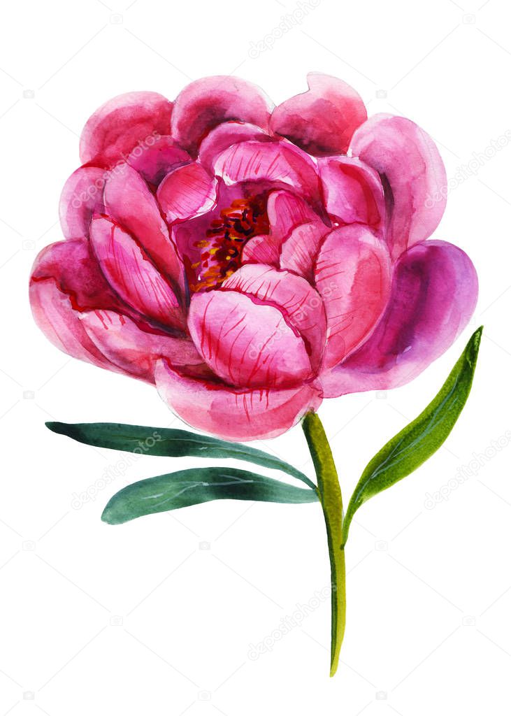 Pink Peony. Handdrawn watercolor illustration of flower. Object isolated.  Element for design of greeting cards, invitations for weddings, holidays.