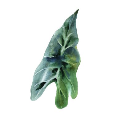 Suluboya illüstrasyon fil kulağı, el çizilmiş tropikal bitki, beyaz arka plan üzerinde izole nesne.