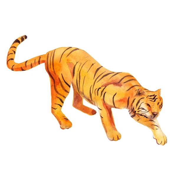 Watercolor Illustration Tiger Hand Drawn Animal Isolated Object White Background — Stock Photo, Image