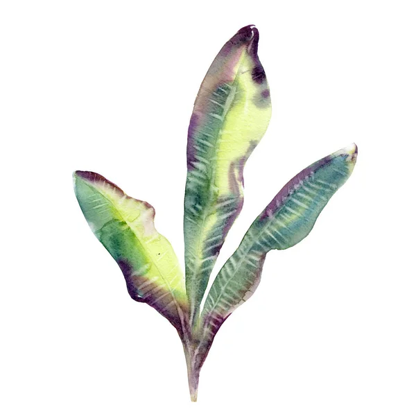 水彩イラストバナナツリー 手描きの熱帯植物 白い背景に孤立した物体 — ストック写真