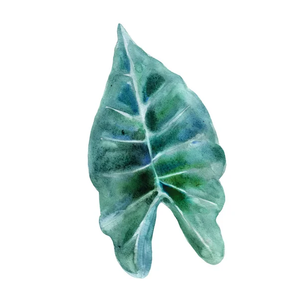 Ilustração Aquarela Orelha Elefante Planta Tropical Desenhada Mão Objeto Isolado — Fotografia de Stock