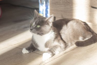 güneşte yerde yatan gri kedi