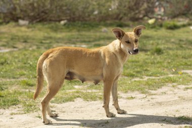 kırmızı köpek yeşil çim üzerinde duruyor