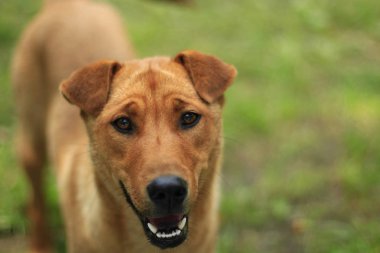 kırmızı köpek yeşil çim üzerinde duruyor