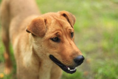 kırmızı köpek yeşil çim üzerinde duruyor
