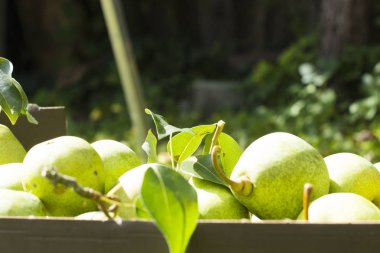 Yeşil armutlar kara kutuya yakın plan yalan söyler.