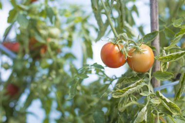 kırmızı ve yeşil domates bir dalı asmak