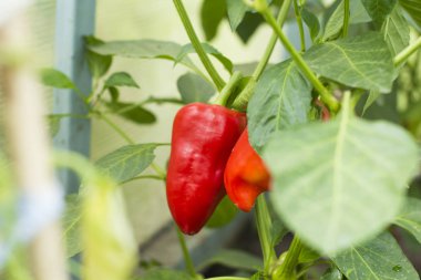 Yeşil dalların arasında asılı kırmızı biber